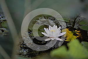 One white Blooming water Lily between leaves and grass grows in a lake or swamp. White Waterlily, Water Rose or Nenuphar, Nymphaea