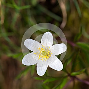 One white bloomy thimbleweed flower anemone nemorosa