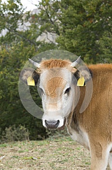 One white brown cow with bell