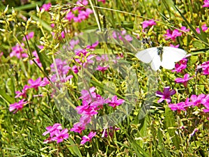 White blue butterfly edges and colorful flowers photo
