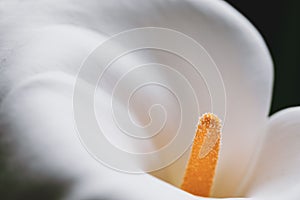 One white calla lily flower head extreme close up macro photography - Fragility