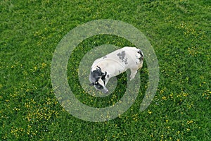 One white caw grazing on spring green grass meadow