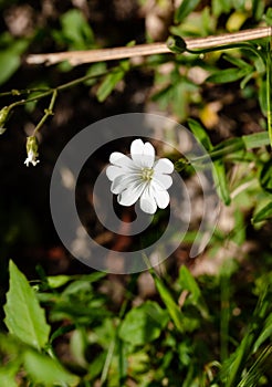 One white cerastium arvense in a garden