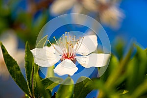 One white cherry blossom flower on a branch in spring against a blue sky