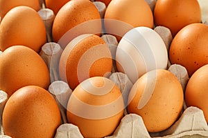 One white chicken egg against a group of brown eggs in a carton pack