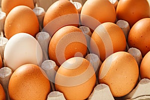 One white chicken egg against a group of brown eggs in a carton pack