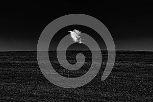 One white cloud on horizon over green grass in field