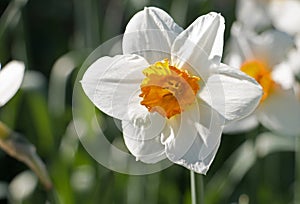 One white daffodil with a bright yellow corona, Narcissus Barrett Browning, blooming in springtime