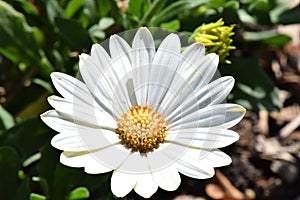 One white Daisy flower growing