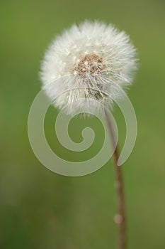 One white dandelion on a blurred green background