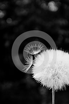 One White dandelion scatters, close-up on a dark background. Macro. Black and white, monochrome
