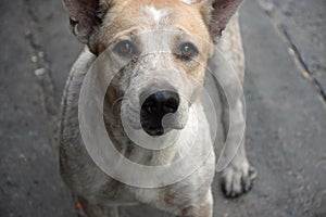 One white dog that is staring