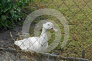 One white domestic duck stands on green grass behind a metal fence