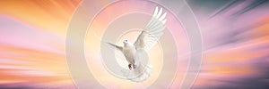 One White Dove freedom flying Wings on sunset wide sky background. Holy spirit of God in Christian religion heaven concept