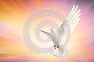 One White Dove freedom flying Wings on sunset wide sky background. Holy spirit of God in Christian religion heaven concept