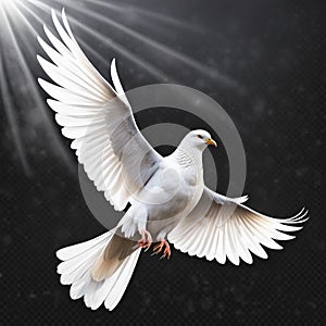 One White Dove freedom flying Wings on transparent background symbol of International Day of Peace, Holy spirit of God in