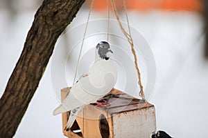 One white dove sits on a feeder