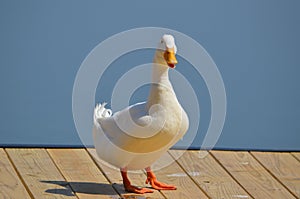 One white duck on dock