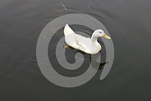 One white duck swimming in the warm summer water