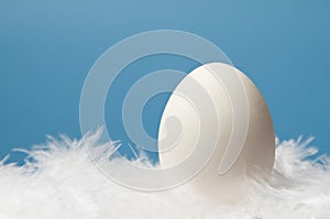 One white egg with blue background