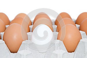 One white egg in cardboard