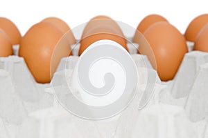 One white egg in cardboard
