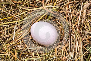 One white egg lying on a bed of hay