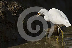 One white egret shrunken neck in a muddy farming location in search of food