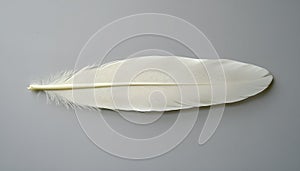 One white feather on a light gray background, close-up