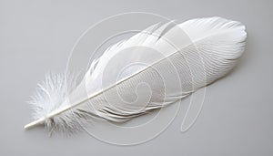 One white feather on a light gray background, close-up