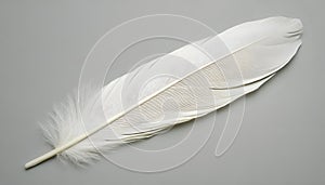 One white feather on a light gray background, close-up