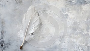 One white feather on a light gray background, close-up