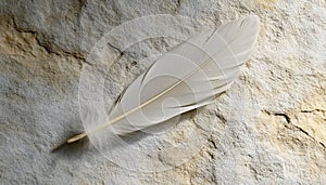 One white feather on a light gray background, close-up