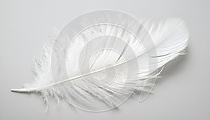 One white feather on a light gray background, close-up