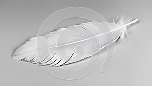 One white feather on a light gray background, close-up