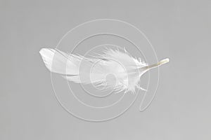 One white feather on light grey background