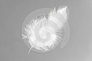 One white feather on light grey background