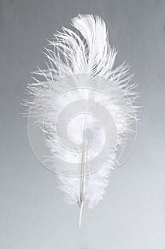 One white feather on light grey background