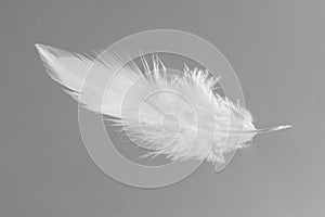 One white feather on light grey background
