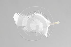 One white feather on light grey background