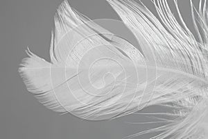 One white feather on light grey background, closeup