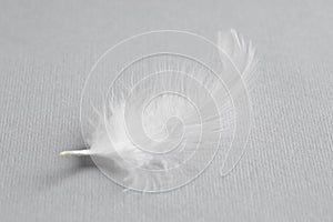 One white feather on light grey background, closeup