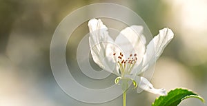 One white flower of blooming apple tree in spring time on a sunny day on blurred background.