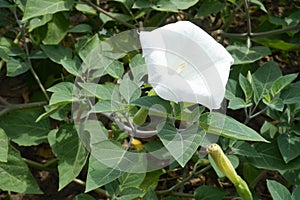 One white flower of Datura innoxia in August