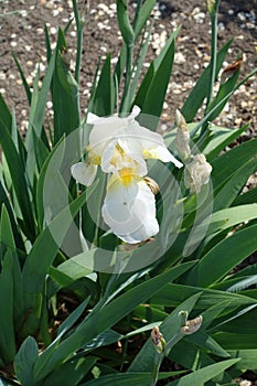 One white flower of German iris