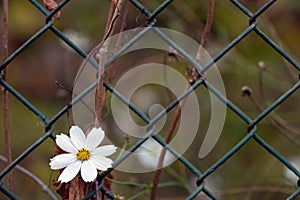 One white flower in a metal chain-link fence