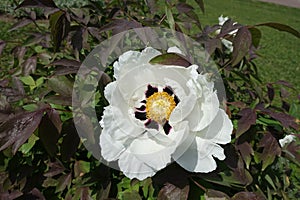 One white flower of purple-leaved tree peony in May