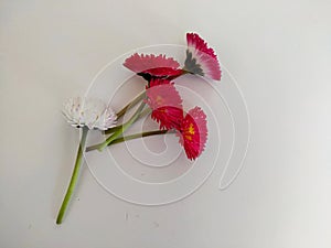 One white and four red daisies on a white background. first spring flowers