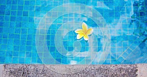 One white frangipani plumeria flower floating in blue swimming pool. Spa relax tranquility calm vacation holiday concept