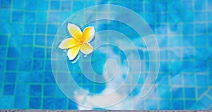 One white frangipani plumeria flower floating in blue swimming pool. Spa relax tranquility concept. Cloudy sky if